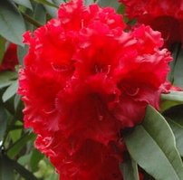 Rododendron Taurus, Rhododendron, 30 - 50 cm, kont. 5l