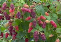 Malinoostružina - Tayberry buckingham, Rubus fruticosus x idaeus kont. 1l