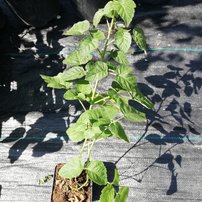 Malinoostružina - Tayberry buckingham, Rubus fruticosus x idaeus kont. 1l
