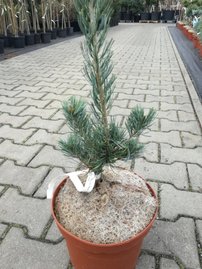Borovica drobnokvetá Tempelhof, Pinus parviflora, kontajner C7 , výška 60-70 cm