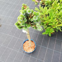 Smrek sitkanský Tenas, Picea sitchensis, na kmienku 40 - 70 cm, kontajner C5