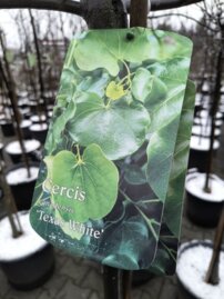 Judášovec kanadský texas White, Cercis canadensis, 160 – 200 cm, kontajner 15l