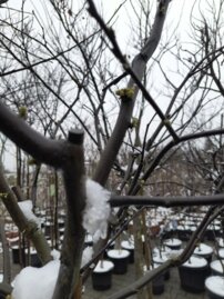 Judášovec kanadský texas White, Cercis canadensis, 160 – 200 cm, kontajner 15l