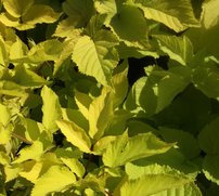 Aralka srdcová Sun King, Aralia cordata, kontajner 2l