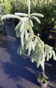 Smrek obyčajný the Blues, Picea abies 30 - 70 cm, kont. 3l