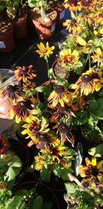 Rudbeckia Tiger Smileyz, Rudbeckia hirta, kont. 5l