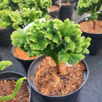 Kryptoméria japonská Tomahawk, Cryptomeria japonica. + 30 kontajner 3l