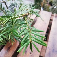 Torreya nucifera, Torreya nucifera, 30 - 50 cm, kont. 3l