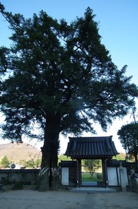 Torreya nucifera, Torreya nucifera, 30 - 50 cm, kont. 3l