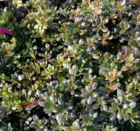 Azalka japonská Tornella, Rhododendron obtusum, kont. 2l