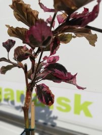 Buk lesný Tricolor Fagus sylvatica, 50 - 70 cm, kontajner 3l