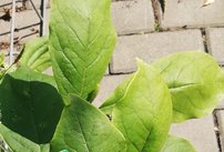 Magnolia trojlupienková, Magnolia tripelata 30 - 50 cm, kont. 3l