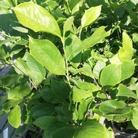 Magnolia trojlupienková, Magnolia tripelata 30 - 50 cm, kont. 3l
