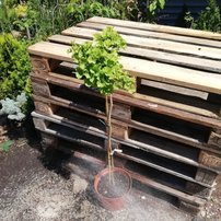 Ginko dvojlaločné Troll, Ginkgo Biloba, na kmienku 40 - 70 cm, kont. 3l