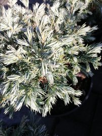 Cypruštek hrachonosný True Blue, Chamaecyparis pisifera 20 - 30 cm, kont 3l