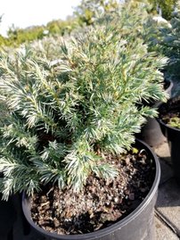 Cypruštek hrachonosný True Blue, Chamaecyparis pisifera 20 - 30 cm, kont 3l