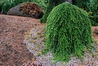 Jedľovec západný Thorsen’s Weeping, Tsuga heterophylla, kontajner C4, výška  +70 cm