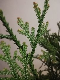 Tujovka Japonská Variegata, Thujopsis dolabrata 30 - 40 cm, kont. 3l