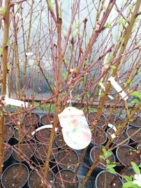 Broskyňa obyčajná ploskoplodá - UFO, Prunus persica var. Platycarpa, 160 – 170 cm, kont. 10l.