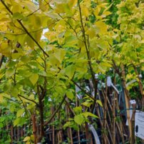 Best Aurea -Beijing Gold/ Aurea, Ulmus pumila, 160 – 170 cm, kont. 5l