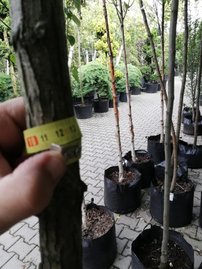 Agát biely, Robinia pseudoacacia Umbraculifera, kontajner C20, +260 cm