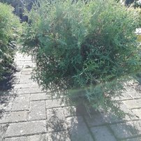 Tuja západná Umbraculifera, Thuja occidentalis 40 - 60 cm, kont. 3l