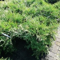 Tuja západná Umbraculifera, Thuja occidentalis 40 - 60 cm, kont. 3l