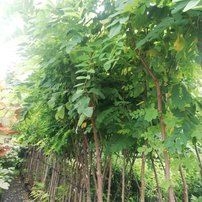 Agát biely, Robinia pseudoacacia Umbraculifera, kontajner C5, 200 – 220 cm