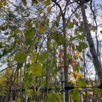 Agát biely, Robinia pseudoacacia Umbraculifera, kontajner C20, +260 cm