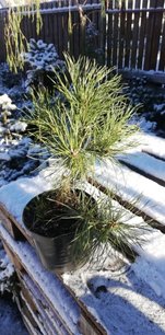 Borovica pyrenejská, Pinus uncinata, 25 - 30 cm, kont. 2l