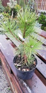 Borovica pyrenejská, Pinus uncinata, 25 - 30 cm, kont. 2l