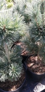 Borovica ohybná Vanderwolf's pyramid, Pinus flexilis, kontajner 20l, 100 – 125 cm