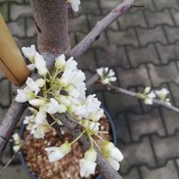 Judášovec kanadský, Cercis canadensis, Vanilla Twist, 160 – 180 cm, kontajner 15l