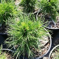Borovica horská Varella , Pinus mugo 35 - 38 cm, kont. 3l