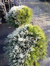 Borovica horská Varella (na kmienku), Pinus mugo 50 - 55 cm, kont. 5l