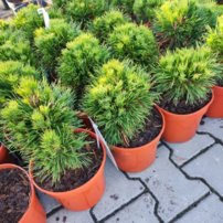 Borovica horská Varella , Pinus mugo 35 - 38 cm, kont. 3l