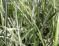 Ozdobnica čínská Variegatus, Miscanthus sinensis , kontajner 1 l