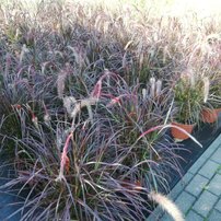 Pennisetum purpureum Vertigo,  Pennisetum purpureum, kontajner 3l