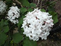 Kalina Carlesii, Diana, Viburnum carlesii, 140 – 160 cm na kmeni, kont. 5l