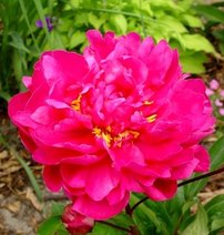 Pivónia bielokvetá Victoire de la Marne, Paeonia lactiflora , + 30 cm, kont. 3 l