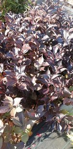 Vajgelia ružová Victoria, Weigela florida, 20 – 30 cm ,kontajner 2l
