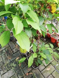 Kiwi Vitikiwi, Actinidia arguta, kontajner 3l