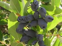 Zemolez kamčatský Wojtek, Lonicera kamtschatica 20 - 30 cm, kont. 0,5l