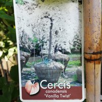 Judášovec kanadský, Cercis canadensis, Vanilla Twist, 160 – 180 cm, kontajner 15l