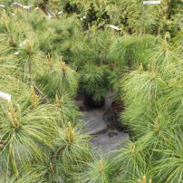 Borovica himalájska, Pinus wallichiana, (Pinus griffithii), 75 – 90 cm, kont 10l