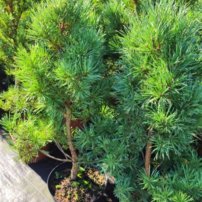 Borovica lesná Watereri, Pinus sylvestris, 40 - 50 cm, kont. 5l