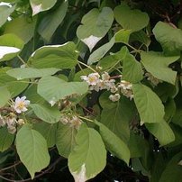 Kiwi Weiki, Actinidia arguta, kontajner P9