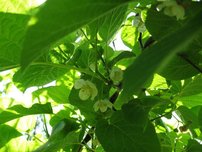 Kiwi Weiki, Actinidia arguta, kontajner P9