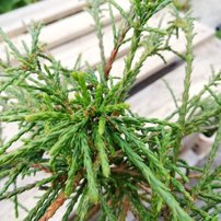 Tuja riasnatá Whipcord, Thuja plicata,  kont. C3  20 - 30 cm.