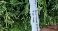Cypruštek hrachonosný White Beauty, Chamaecyparis pisifera 20 - 30 cm, 3l